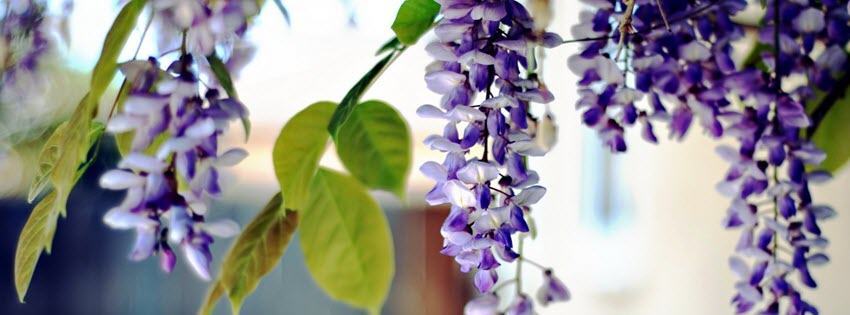 Facebook Cover Photo Beautiful Flowers 15