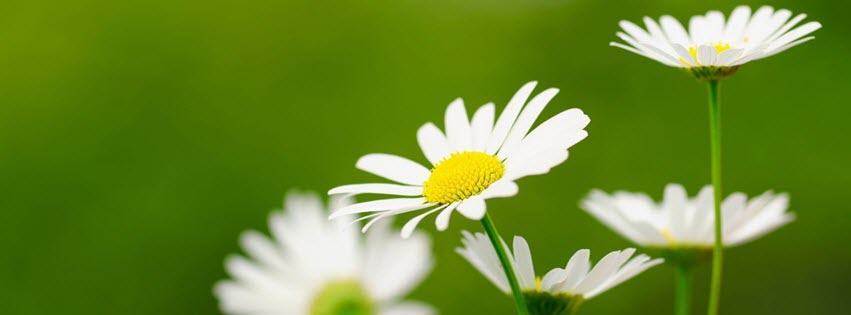 Facebook Cover Photo Beautiful Flowers 12