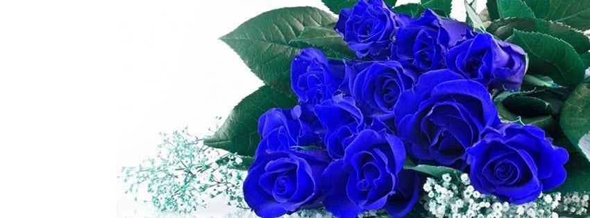 Facebook Cover Photo Beautiful Flowers 18