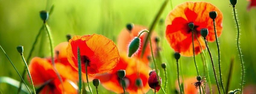 Facebook Cover Photo Beautiful Flowers 17