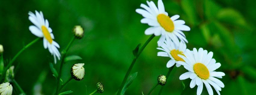 Facebook Cover Photo Beautiful Flowers