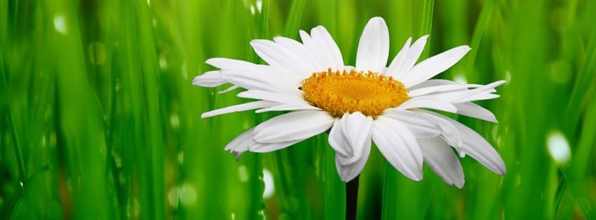 Facebook Cover Photo Beautiful Flowers 20