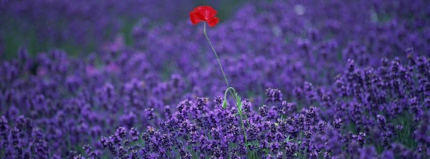 Facebook Cover Photo Beautiful Flowers 19