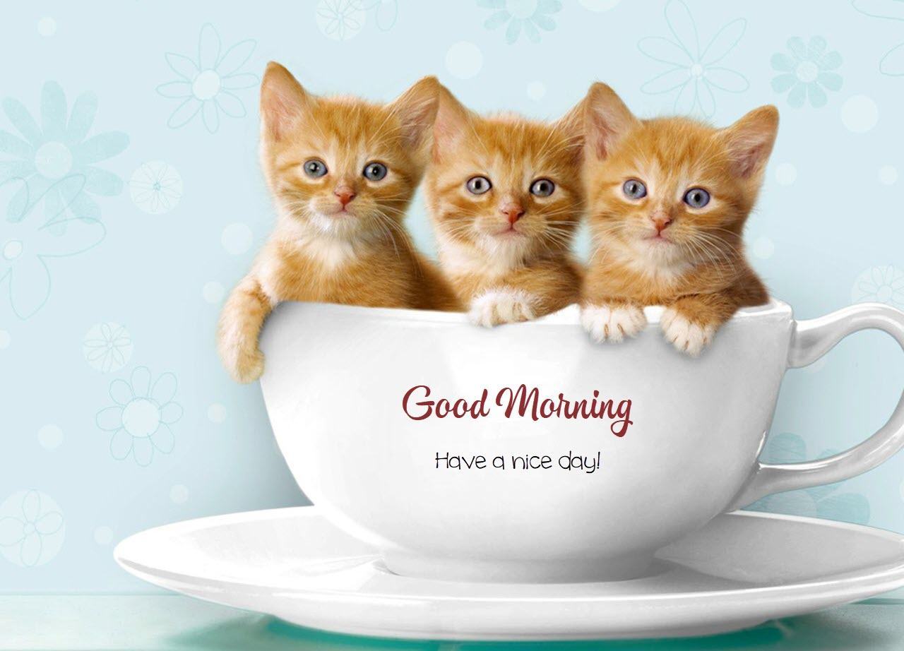Hình ảnh những chú mèo dễ thương chào buổi sáng