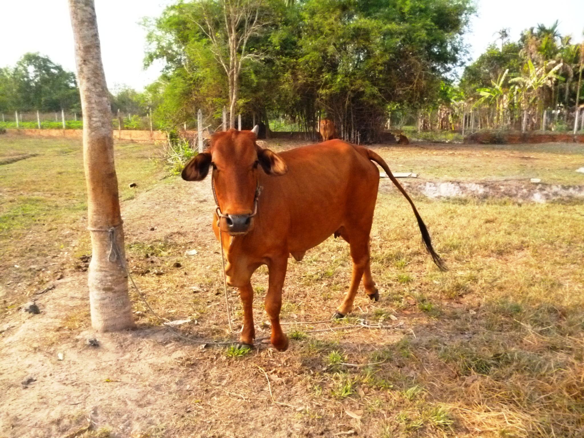 Hình ảnh bò tót đẹp nhất