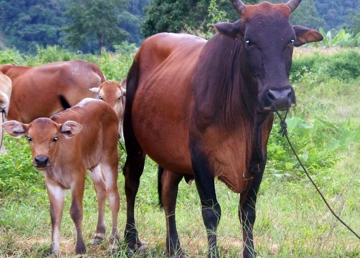 Hình ảnh đẹp về bò tót