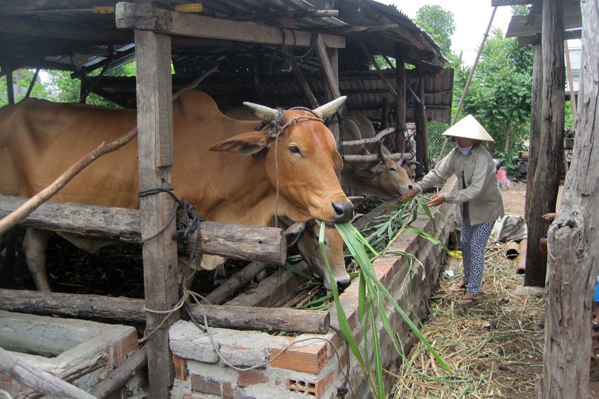 hình ảnh con bò