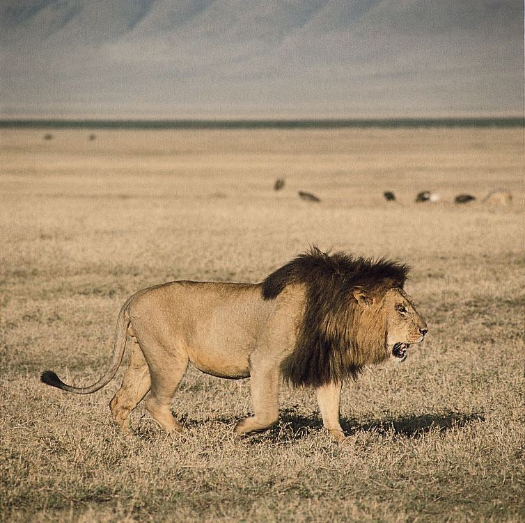 Hình ảnh sư tử đực