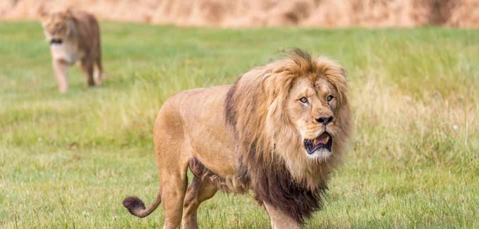 Hình ảnh sư tử bảo vệ lãnh thổ
