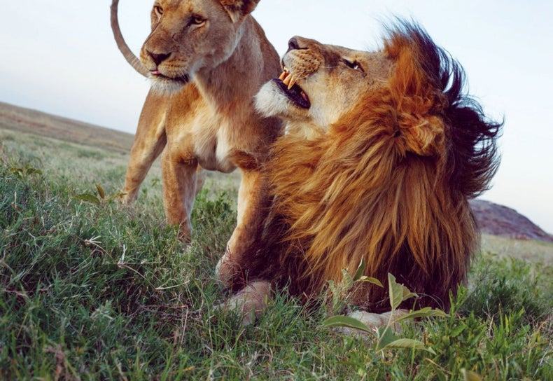 Hình ảnh đẹp về sư tử