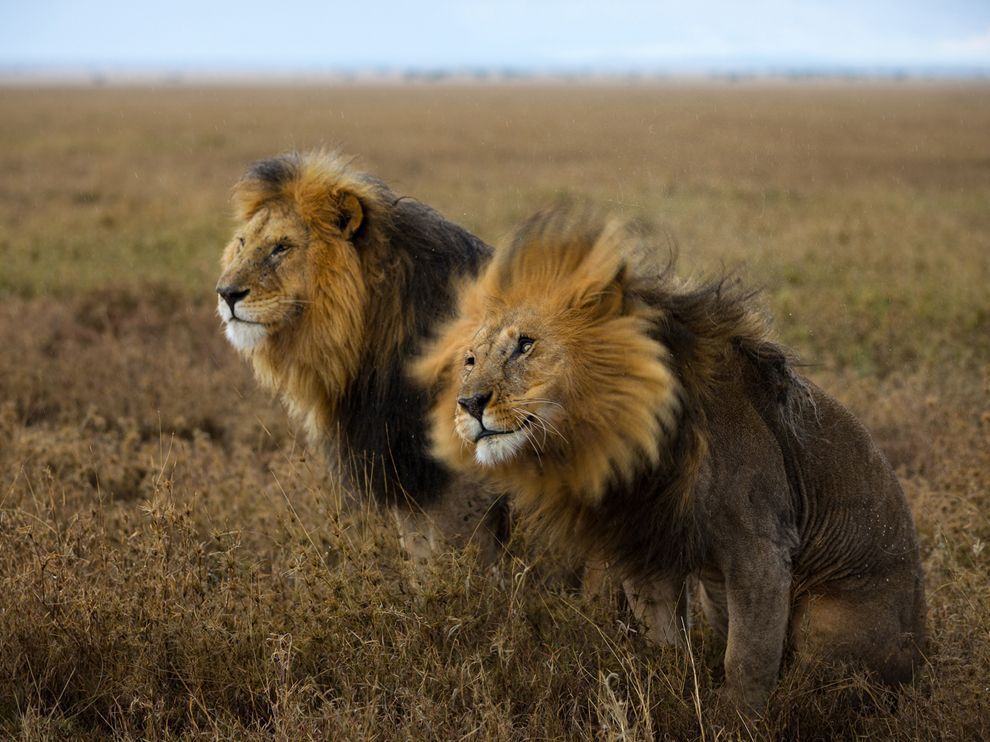 Hình ảnh đôi sư tử