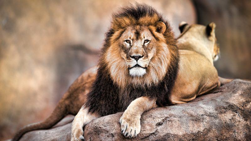 Hình ảnh đẹp đôi sư tử