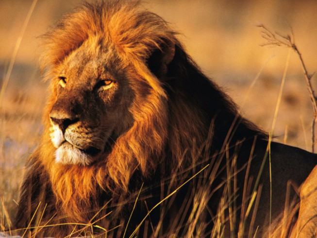 Hình ảnh sư tử đực
