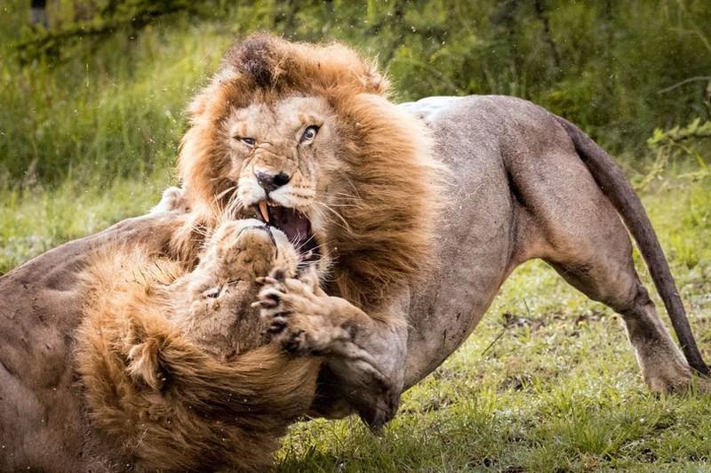 Hình ảnh sư tử đánh nhau