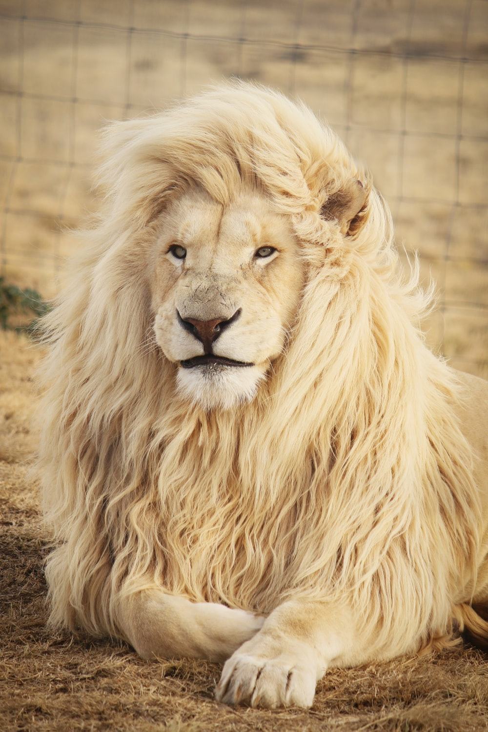 Hình ảnh sư tử trắng đẹp