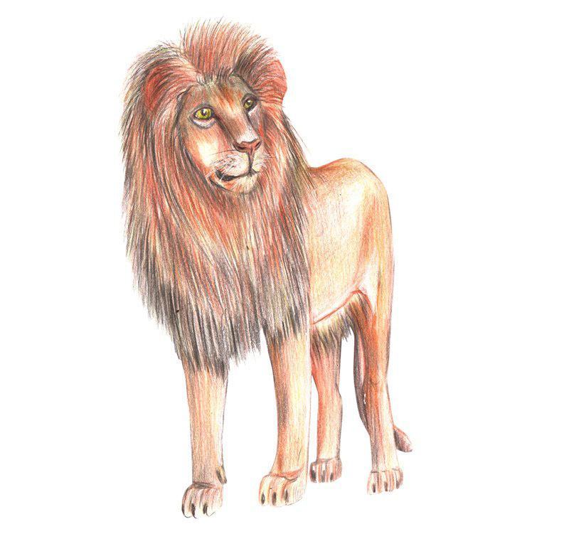 vẽ sư tử