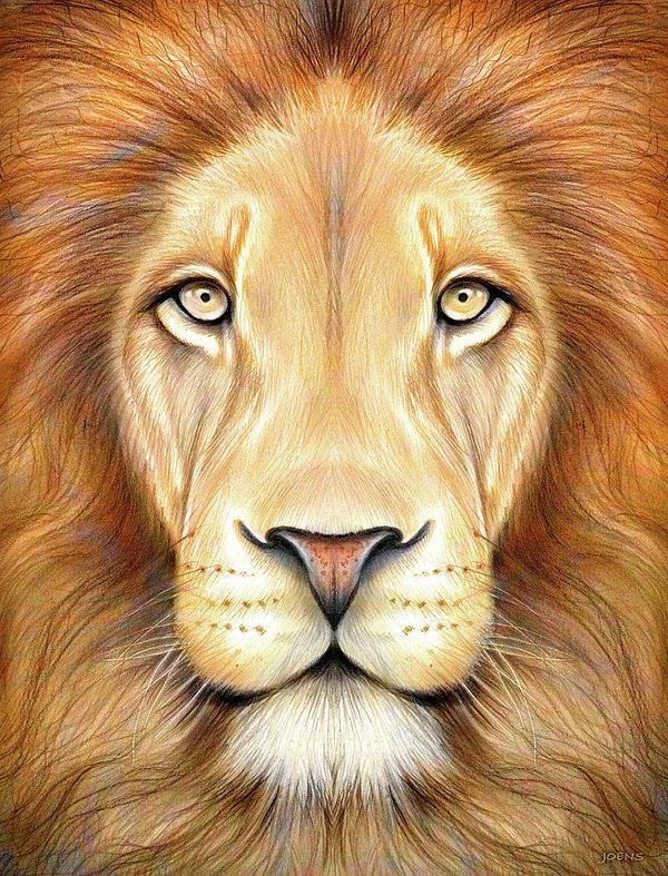 vẽ mặt sư tử