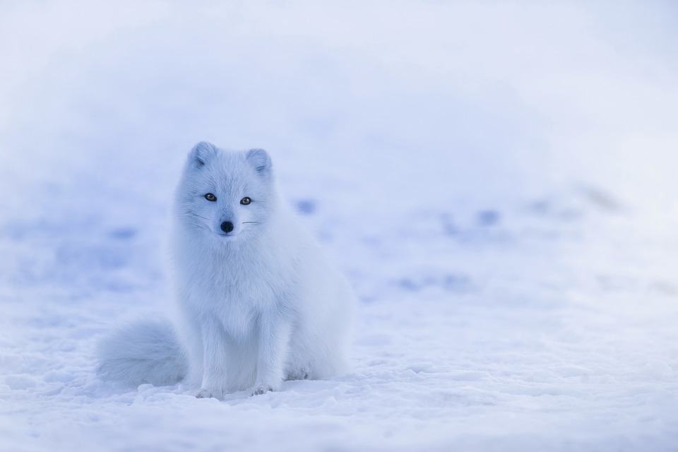 Hình ảnh động vật trong mùa đông