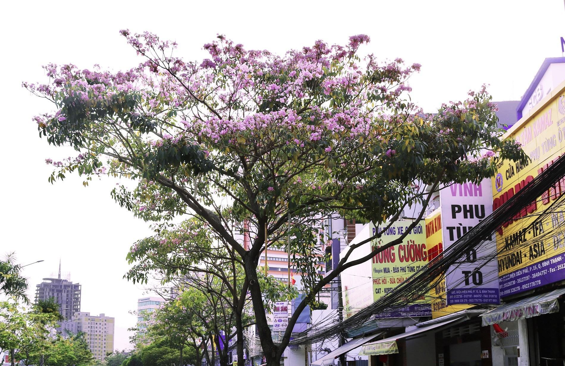 Hình ảnh hoa loa kèn hồng Sài Gòn nở rộ