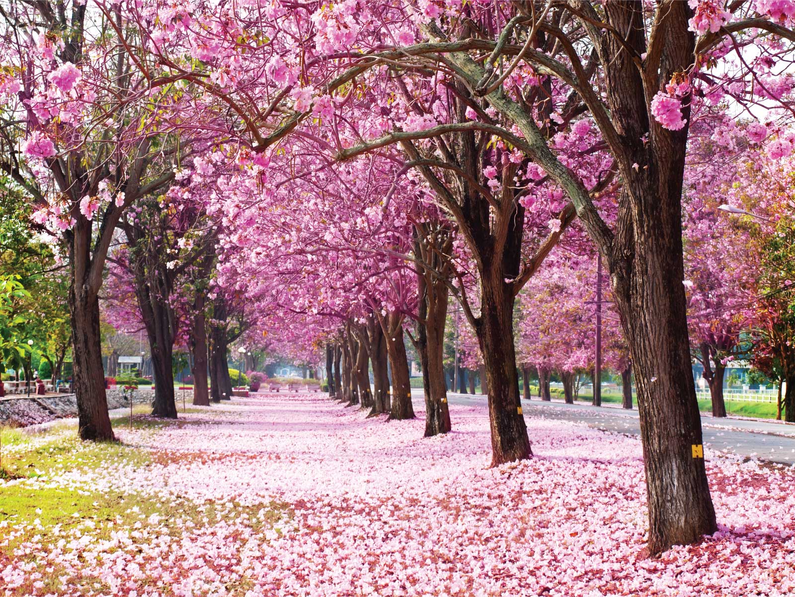 Hình ảnh con đường hoa loa kèn hồng đẹp nhất