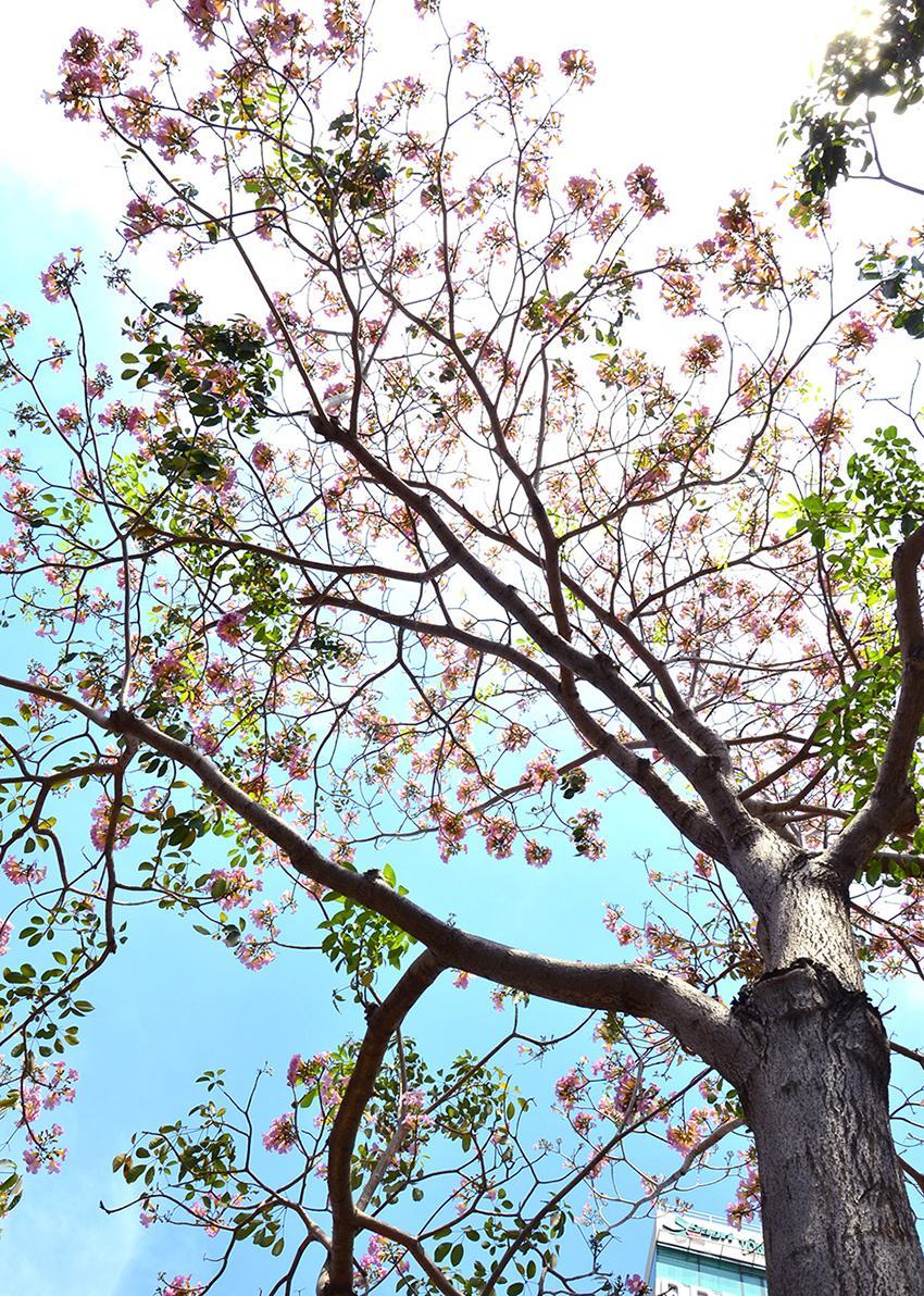 Hình ảnh hoa loa kèn hồng Bảo Lộc