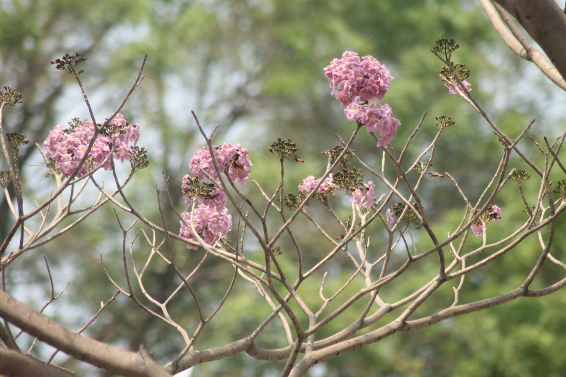 Hình ảnh hoa loa kèn hồng Đà Lạt