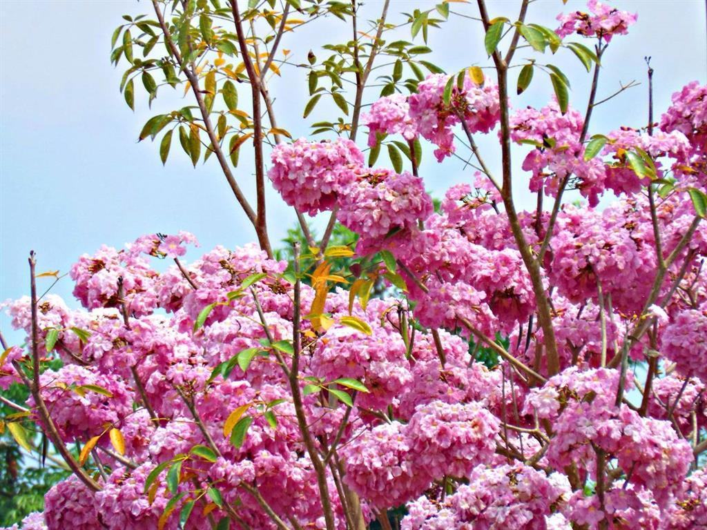 Hình ảnh hoa loa kèn hồng nở rộ đẹp nhất