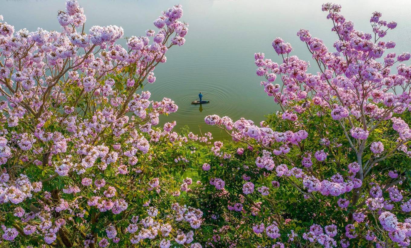Hình ảnh hoa loa kèn hồng Bảo Lộc đẹp nhất