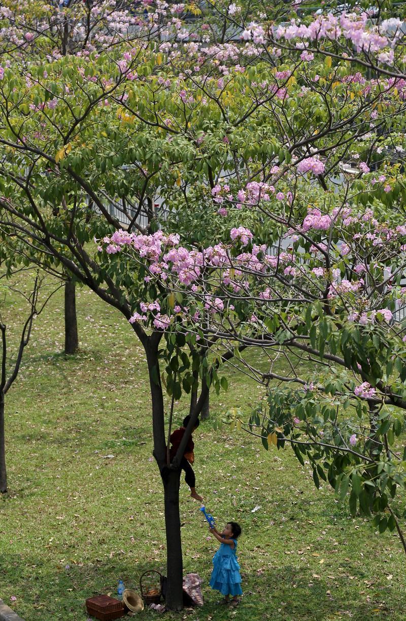 Hình ảnh vườn hoa loa kèn hồng Sài Gòn đẹp nhất