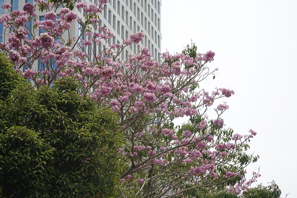 Hình ảnh hoa loa kèn hồng Sài Gòn đẹp nhất