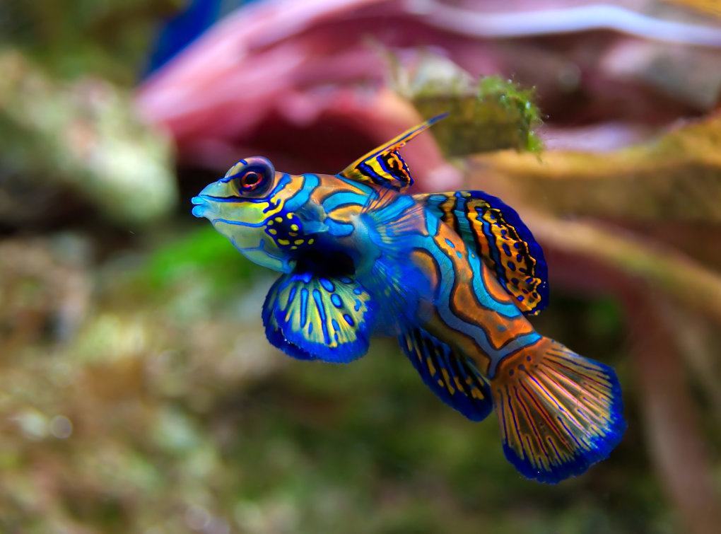 Hình ảnh cá nhiều màu sắc