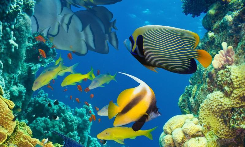 Hình ảnh các loài cá trong đại dương