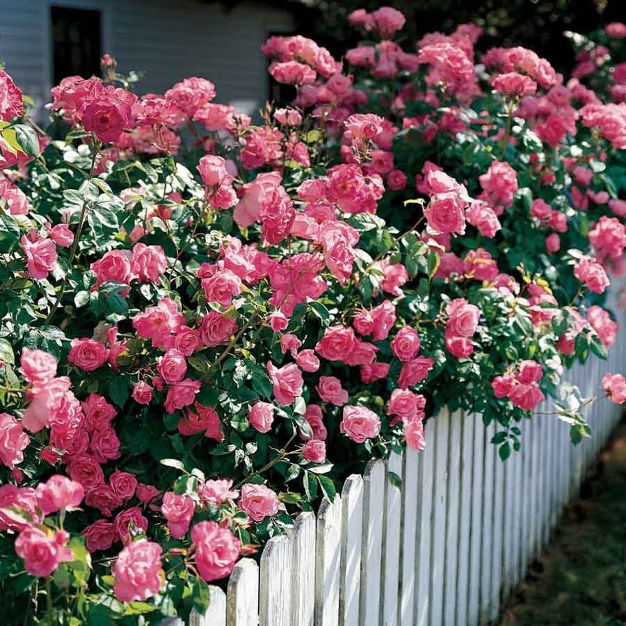 Hình ảnh hàng rào hoa hồng đẹp nhất