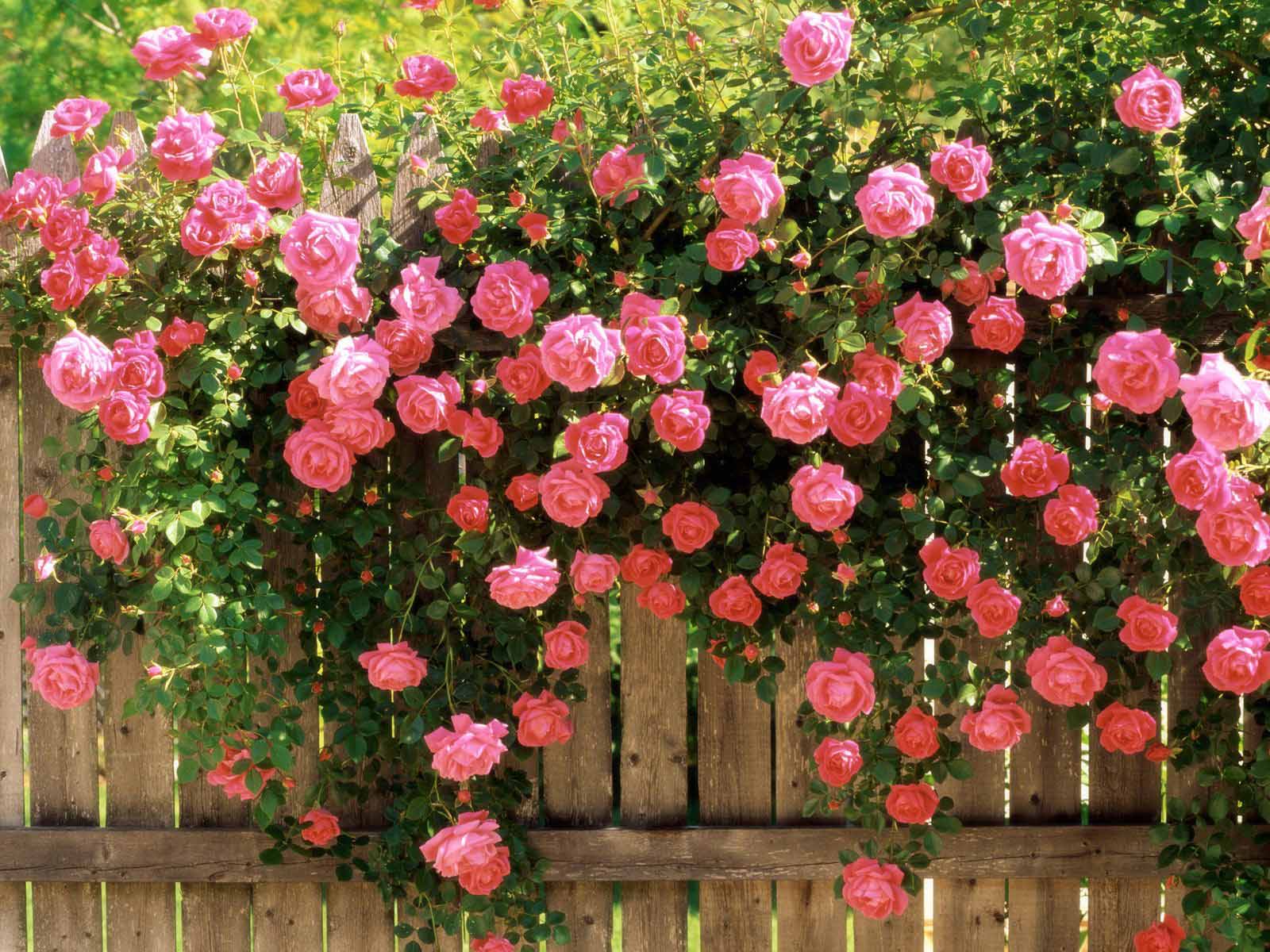 Hình ảnh hoa hồng leo tường đẹp