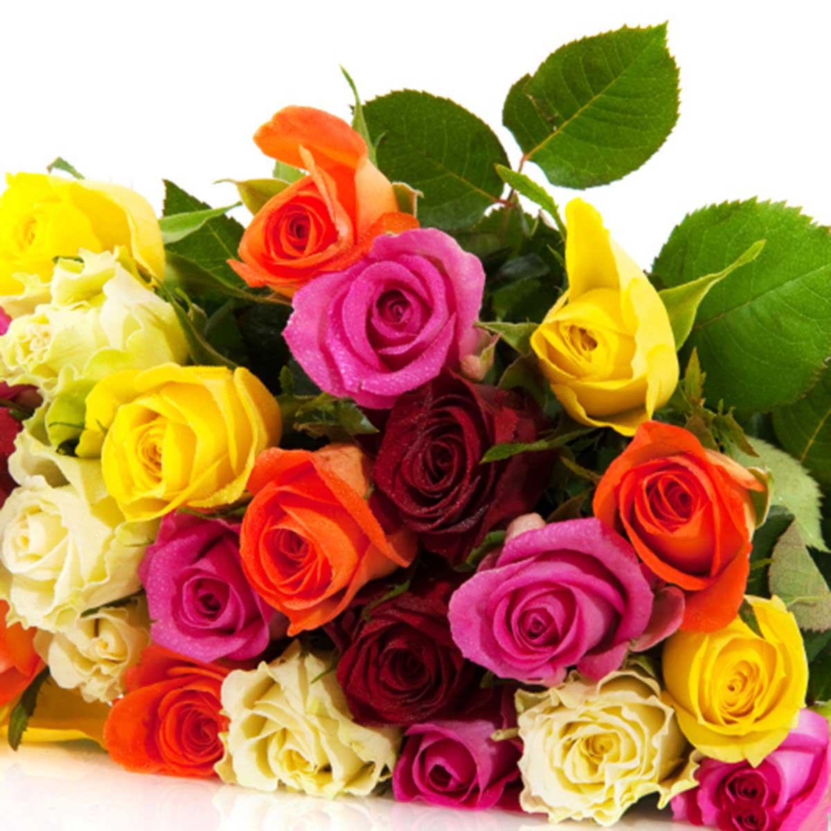 Hình ảnh hoa Hồng đẹp - Tổng hợp những hình ảnh hoa Hồng đẹp nhất ...