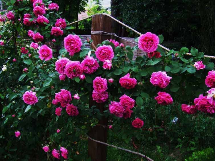 Hình ảnh hàng rào hoa hồng đẹp