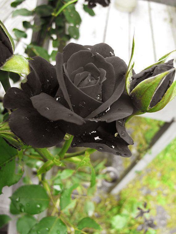 Hình ảnh hoa hồng đen trong tự nhiên