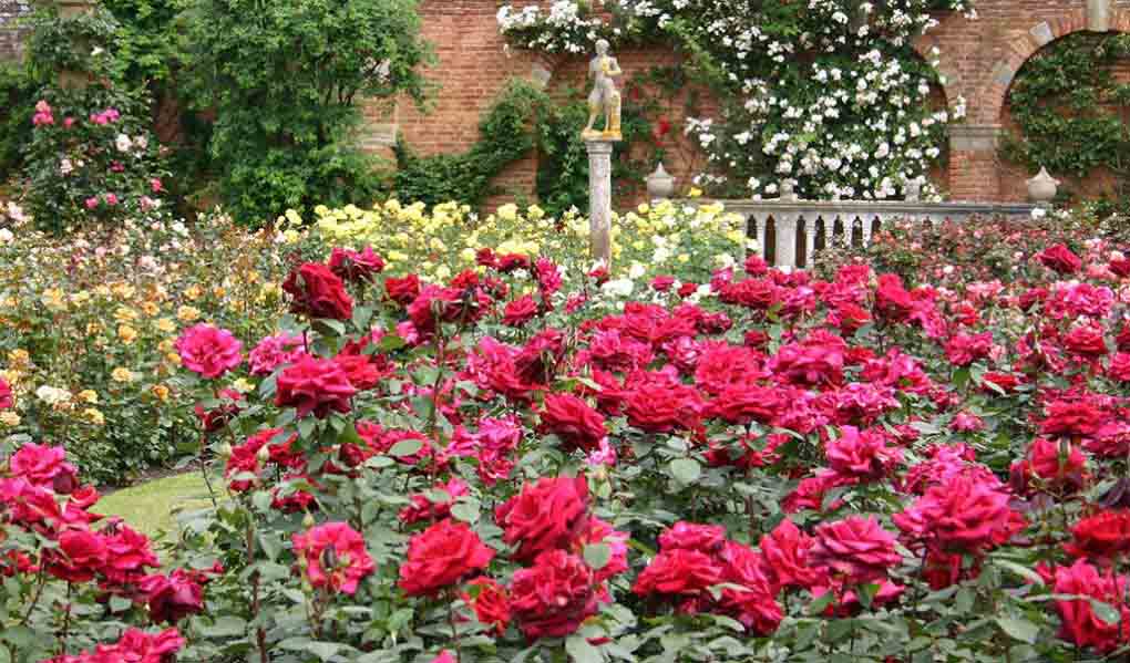 Hình ảnh vườn hoa hồng lãng mạn