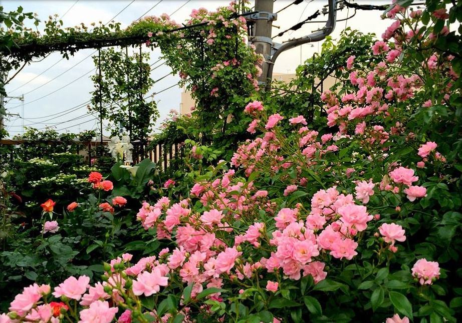 Hình ảnh vườn hồng leo đẹp