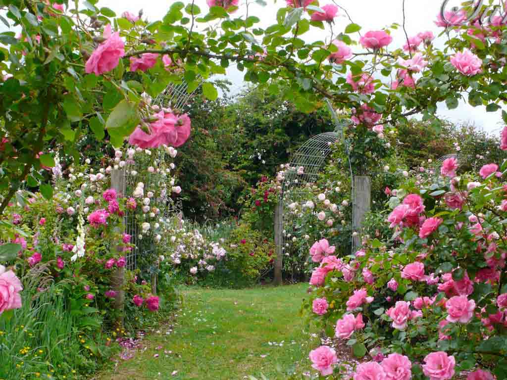 Hình ảnh vườn hoa hồng đẹp