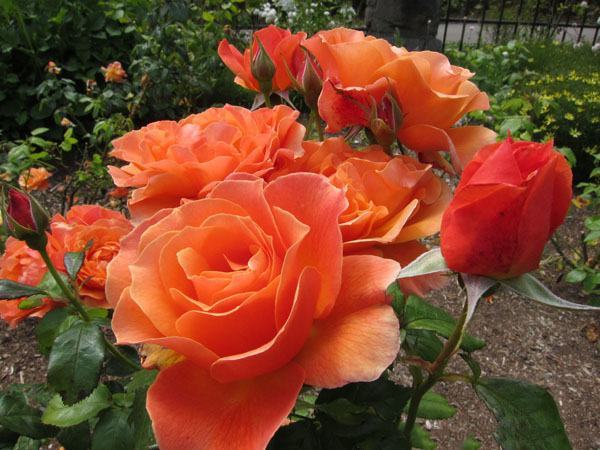 Hình ảnh vườn hoa hồng đỏ cam nở rộ