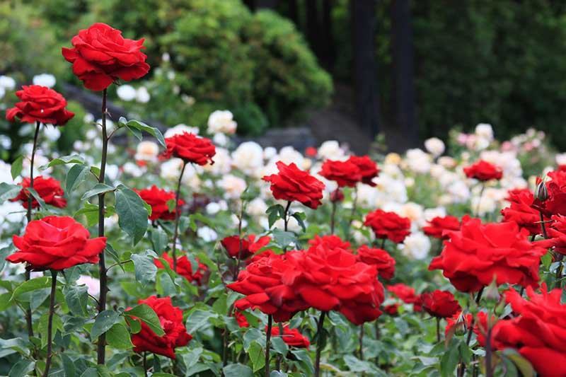 Hình ảnh vườn hoa hồng đỏ trắng đẹp nhất