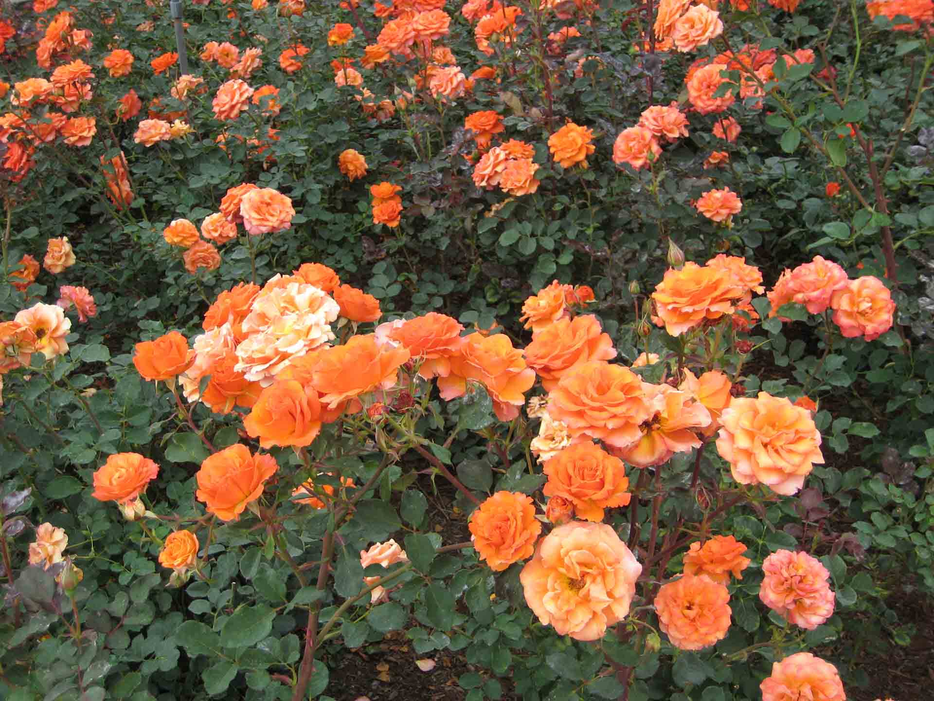 Hình ảnh vườn hoa hồng đỏ cam đẹp