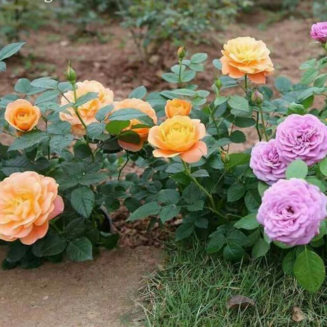 Hình ảnh vườn hoa hồng tự nhiên