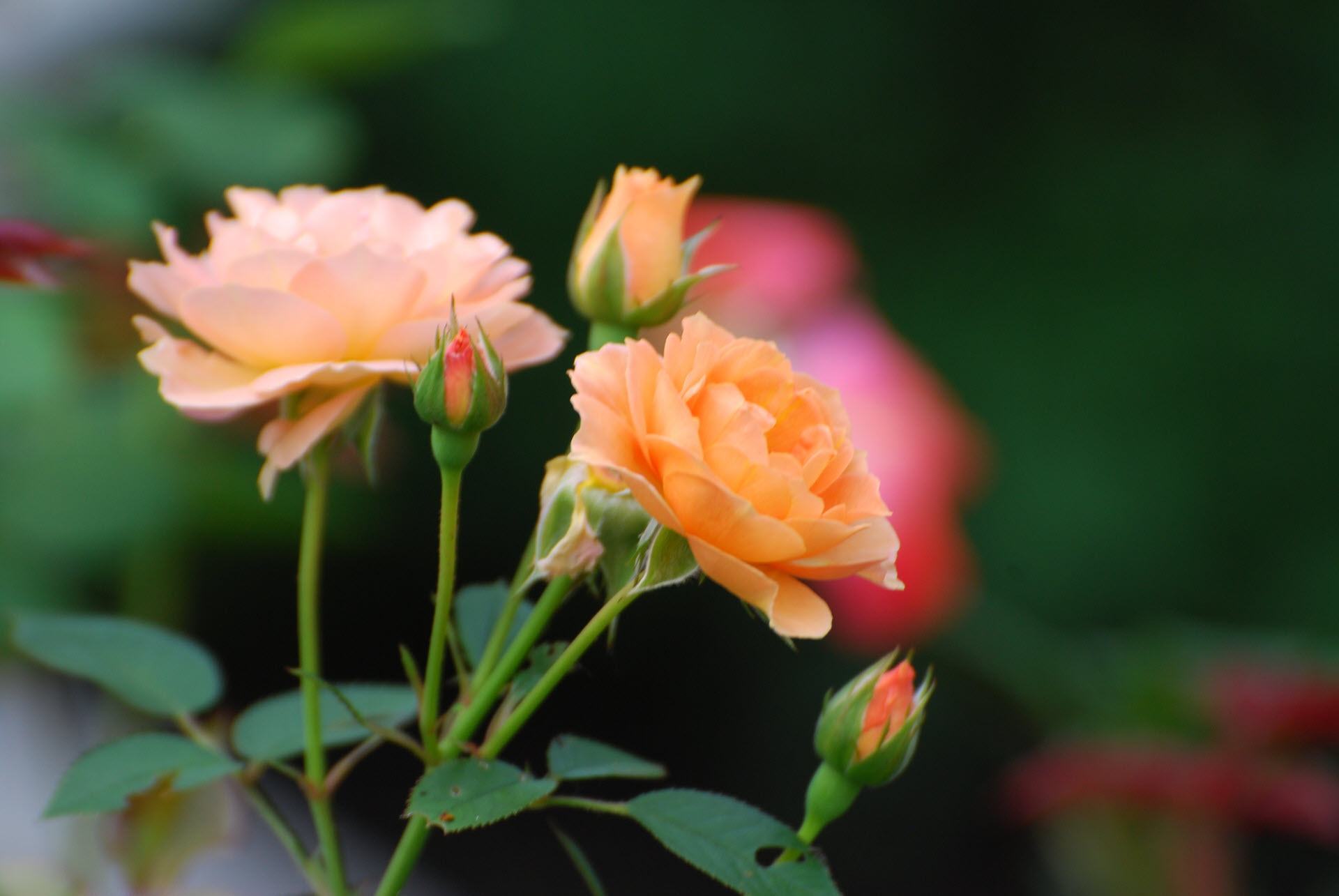 Hình ảnh hoa hồng cam đẹp