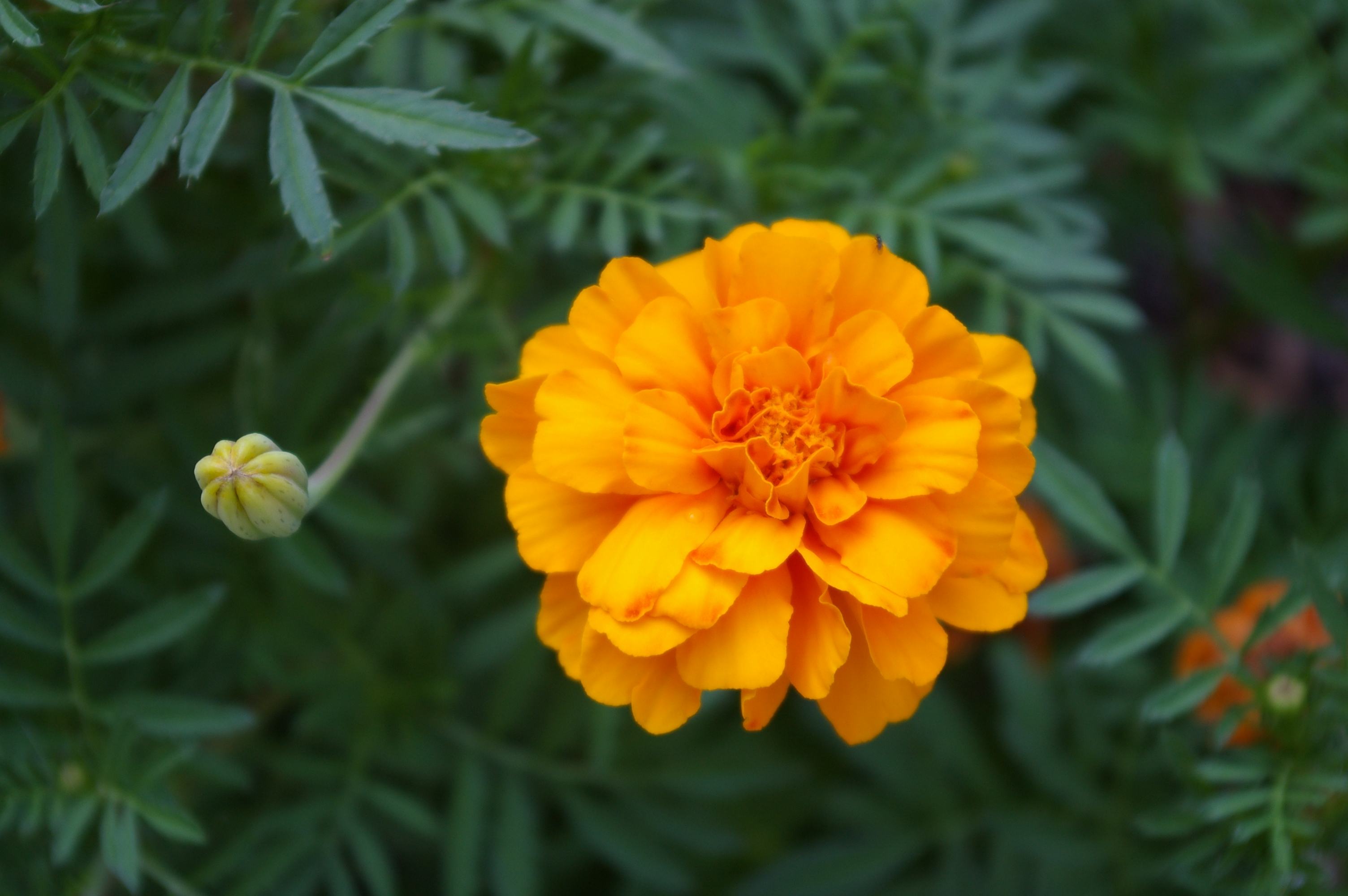 Hoa cúc vạn thọ màu cam đẹp