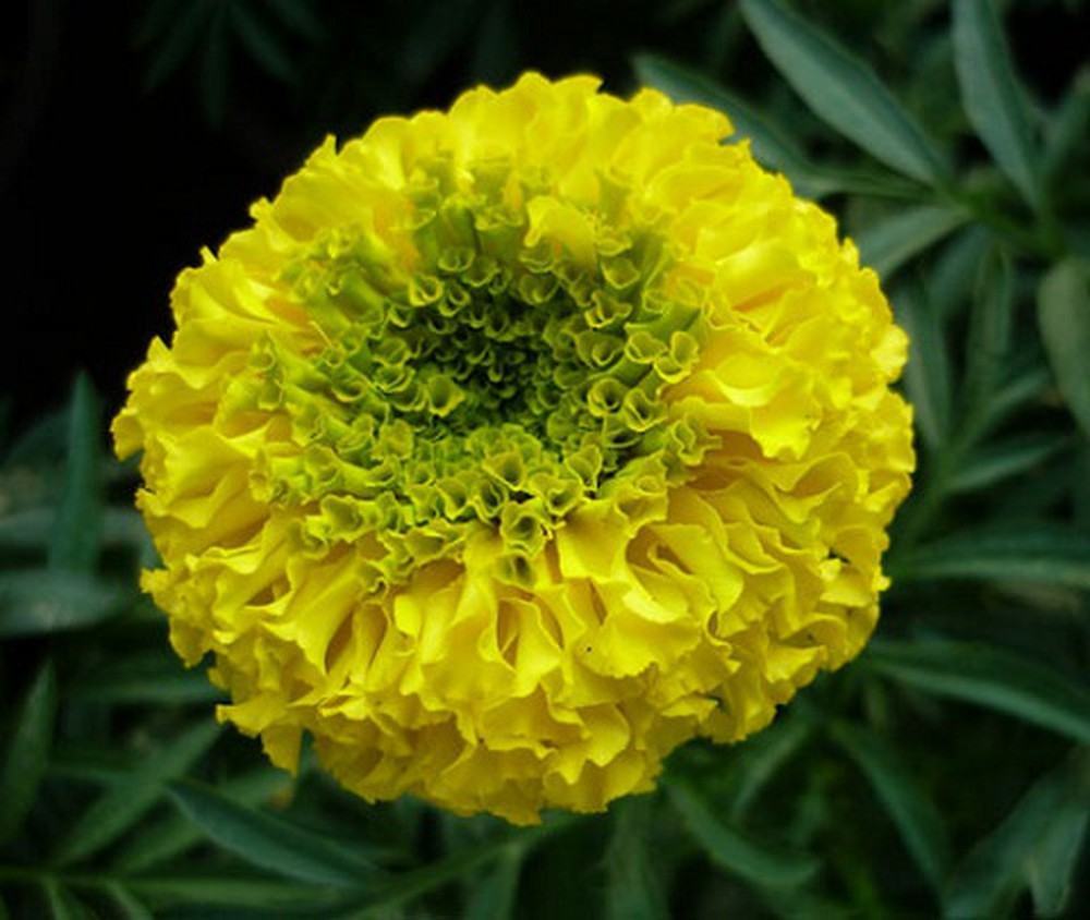 Hoa vạn thọ vàng nhụy xanh