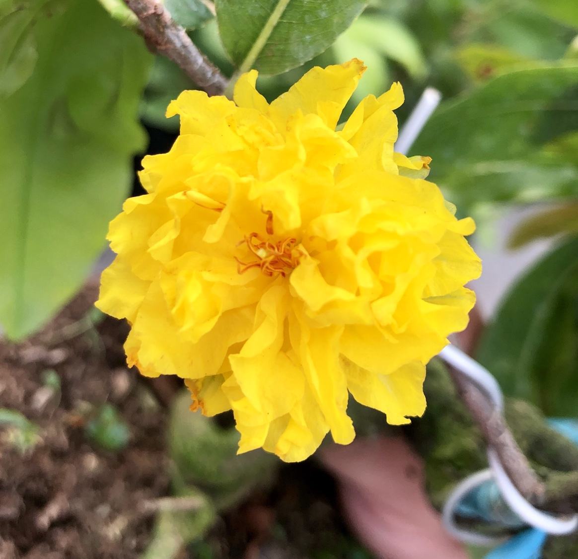 Hoa cúc vạn thọ màu vàng đẹp