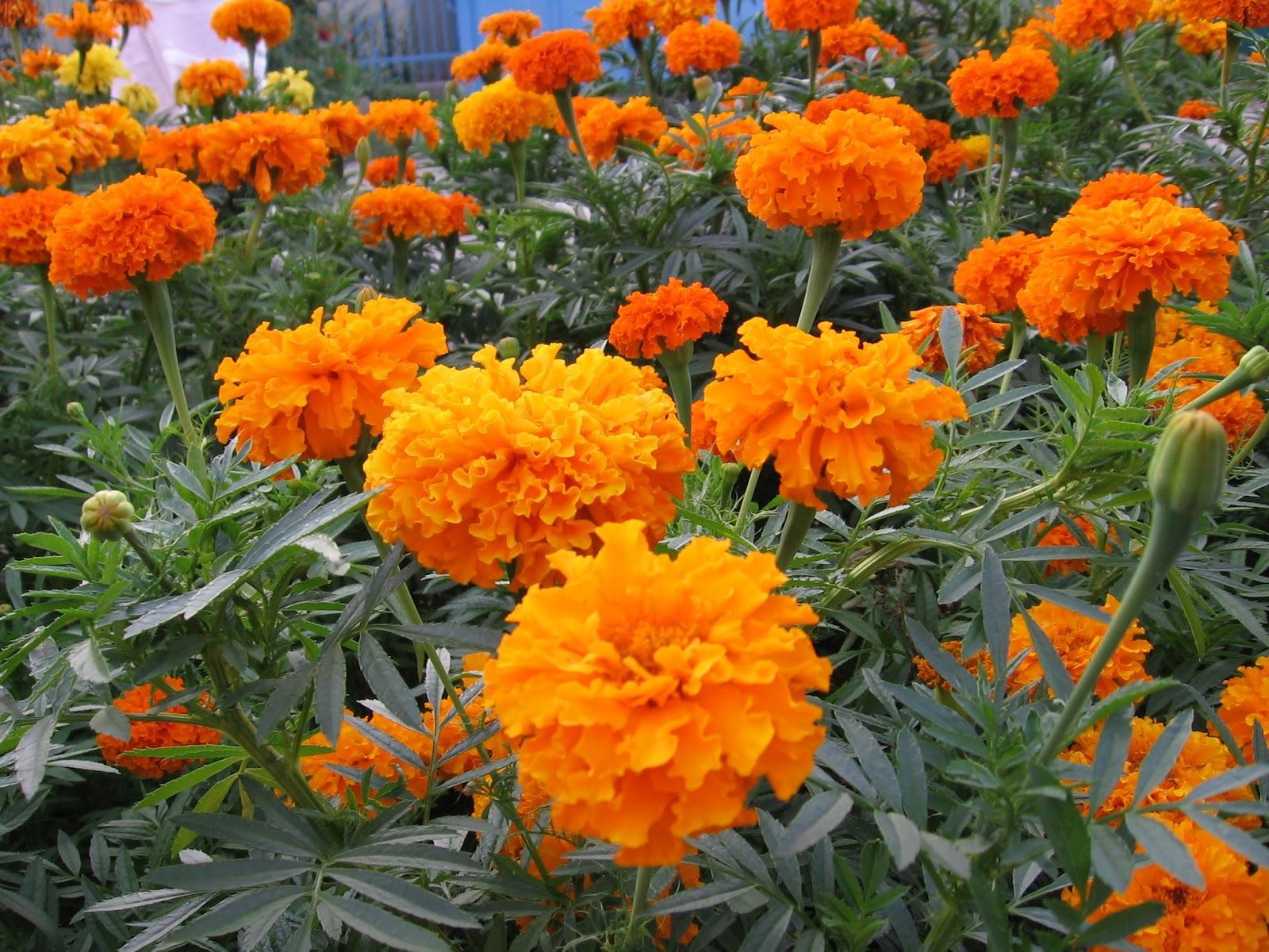 Hoa cúc vạn thọ màu cam đẹp