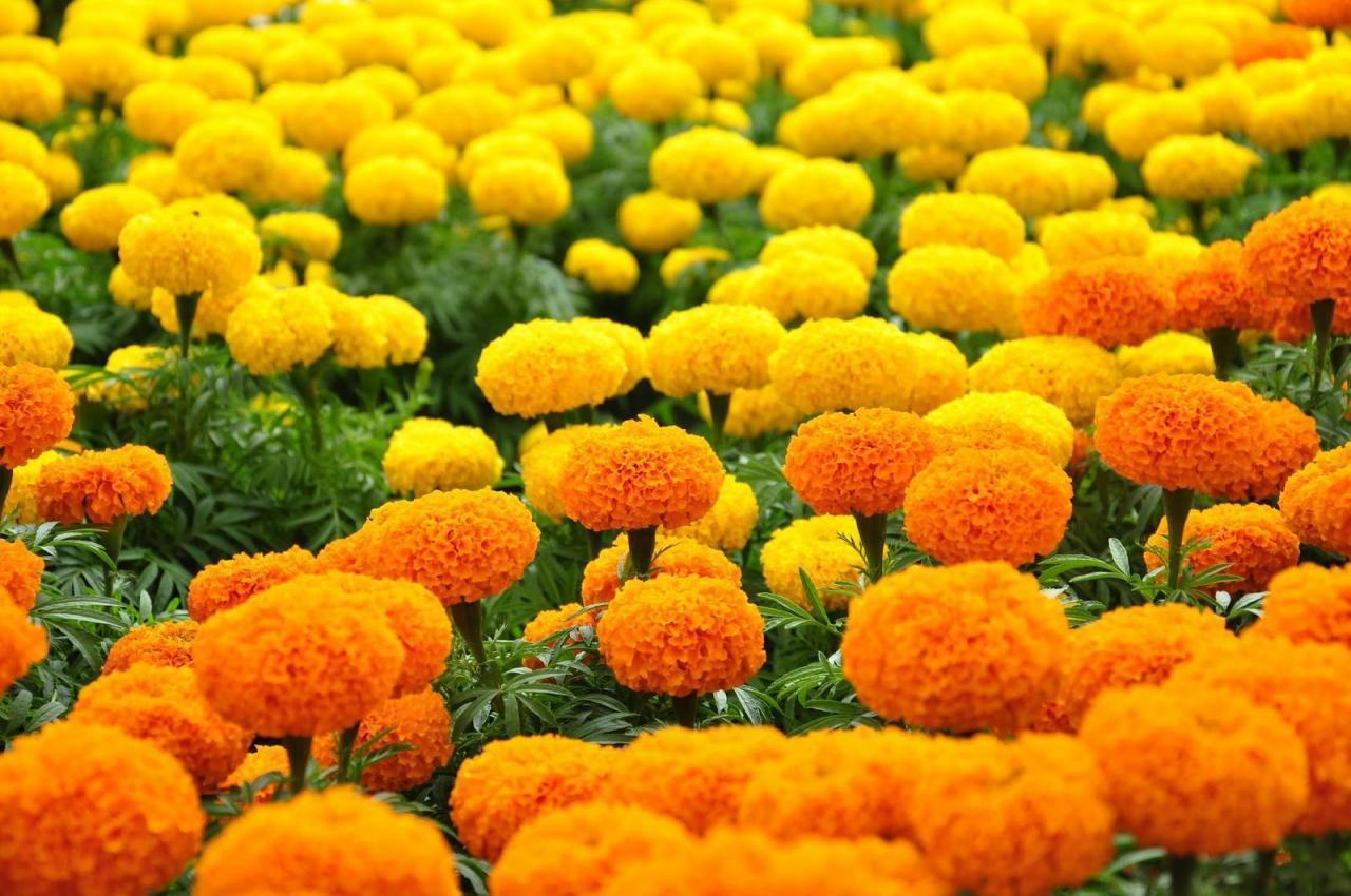 Vườn hoa vạn thọ vàng cam cực đẹp